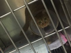 -惠康宠物医院(华能路店)