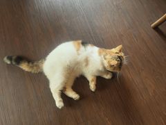 -猫岛主趣味餐厅(鼓浪屿店)