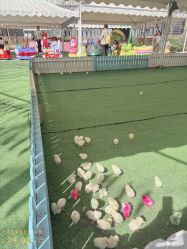 -萌宠亲子动物乐园(槐房万达店)