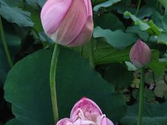 -陈家山荷花公园