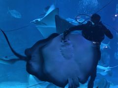 -烟台海昌鲸鲨海洋公园