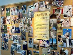 -翊宠yipet猫狗购宠庄园
