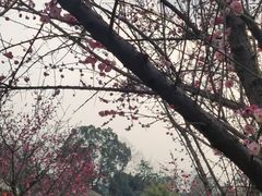 -成飞公园