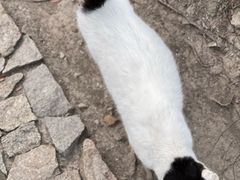 -秋霞圃