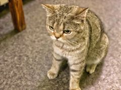 -猫色咖啡·猫咖