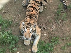 -西霞口神雕山野生动物世界