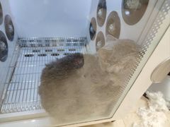 -佳雯宠物医院·皮肤科·内外科(春晓路分院)