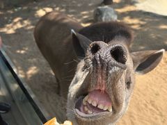 -西霞口神雕山野生动物世界