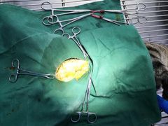 -荔康动物医院(康王北路店)