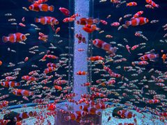 -海合安成都极地海洋公园