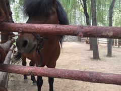 -石家庄市动物园