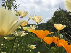 -千岛湖龙川湾