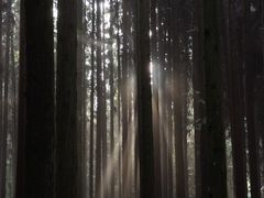 -武陵山森林公园
