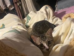 -宠颐生宠物医院·心肾内科·猫专科诊疗中心宠巢店