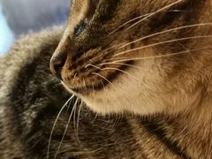 -more than meow吴止猫主题餐厅(承德 中船汇店)