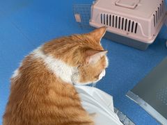 -天使宠物医院·犬猫分诊(彩虹店)