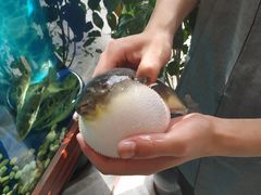 -肆月河豚·新淮扬(金融街店)