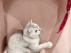 -猫儿山۰猫主题餐厅