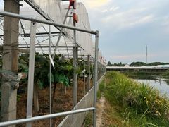 -马陆小张葡萄园农家乐