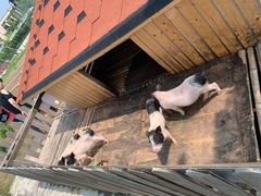 -上海崇明金茂凯悦酒店