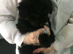 -荣耀金沙动物医院(清江西路店)