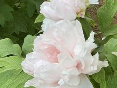 -洛阳市隋唐城遗址植物园