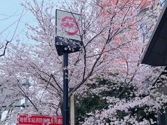 -高东镇樱花园