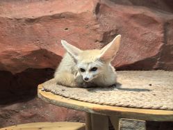 -Zoolung Zoolung动物主题公园(海信广场店)