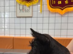-半岛宠物医院24小时(科华中路店)