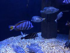 -成都浩海立方海洋公园