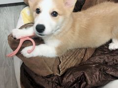 -翊宠yipet猫狗购宠庄园犬舍•猫舍