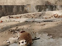 -上海野生动物园