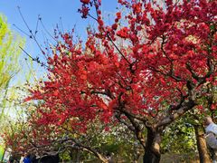 -元大都城垣遗址公园