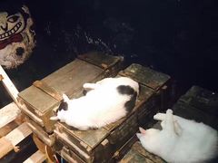 -猫咪博物馆(顶澳仔猫街店)