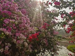 -中国科学院西双版纳热带植物园