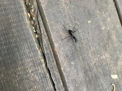 -南宁良凤江国家森林公园