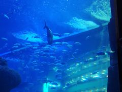 -成都浩海立方海洋公园