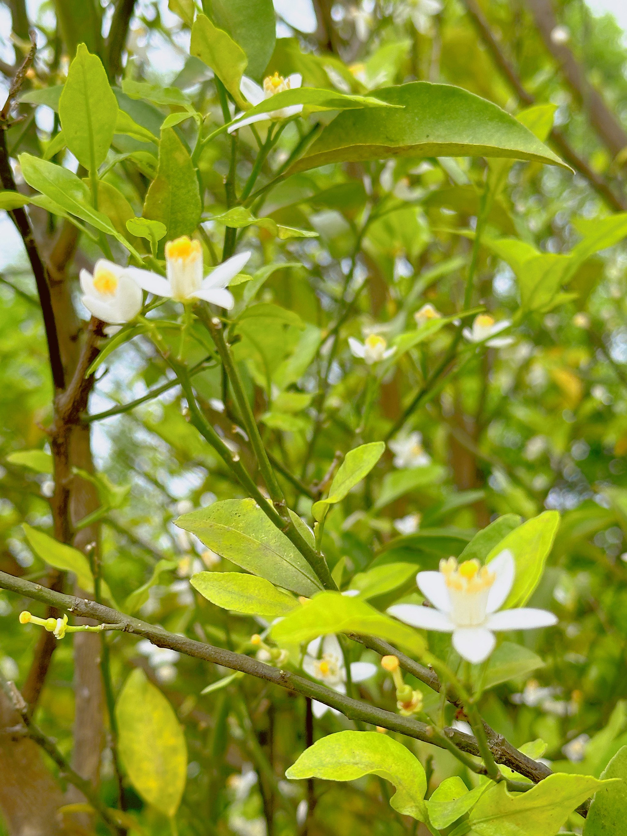 橘子花的花语和寓意图片