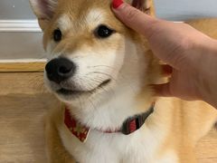 -CHEZ JASMINE 茉莉的氧气厨房