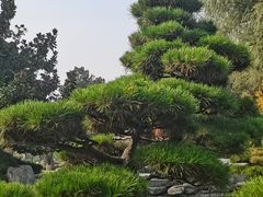 -中国唐苑