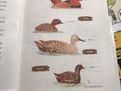 -西湖外事游船(湖滨二公园外事游船码头)