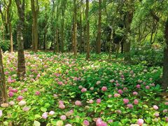 -上海滨江森林公园
