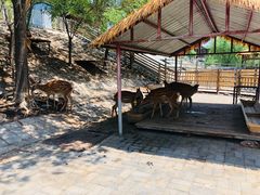 -北京鹿世界主题园