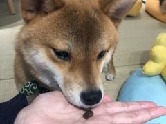 -逗柴咖啡屋·狗咖猫咖宠物桌游