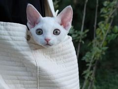 -十年猫舍·猫咪专门店(普陀店)