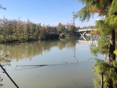 -上海长兴岛郊野公园