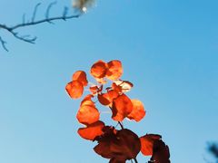 -北京西山国家森林公园