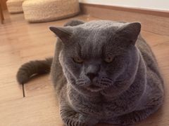 -有猫主题·治愈系猫咖(曾厝垵店)