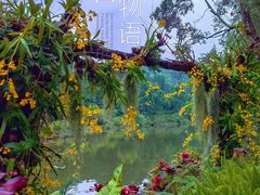 -深圳仙湖植物园