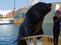 -秦皇岛乐岛海洋王国